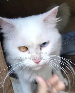 Persian Cat