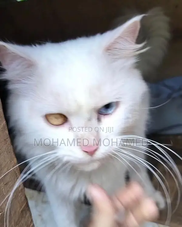 Persian Cat