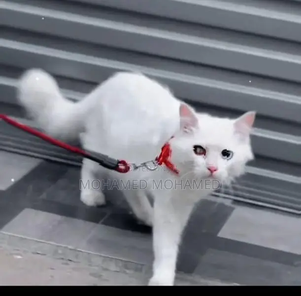 Persian Cat