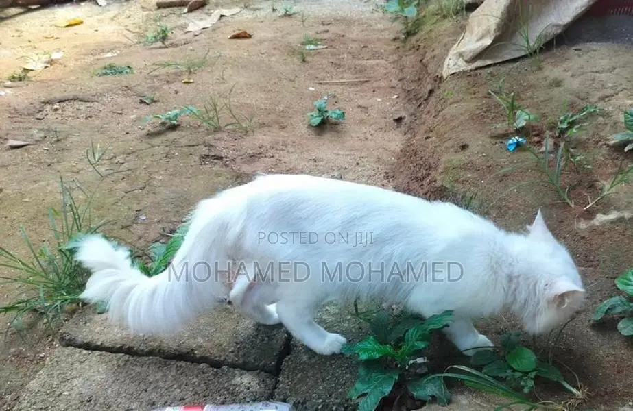Persian Cat