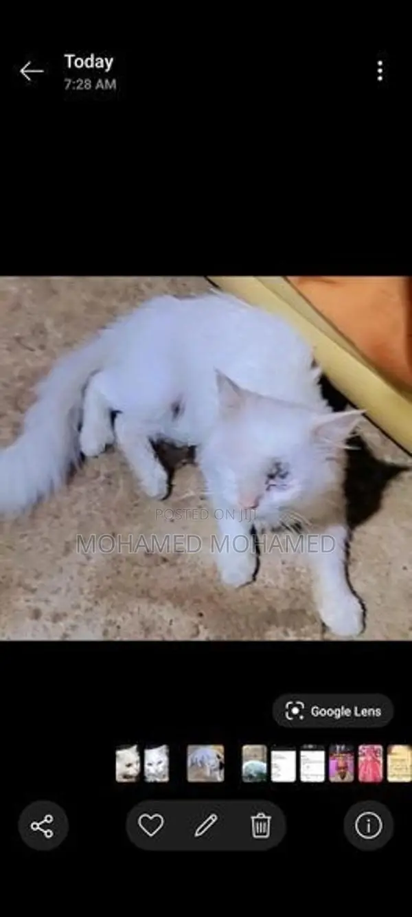 Persian Cat