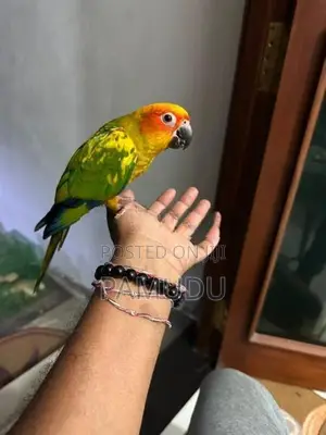 Sun Conure 10 Months Old