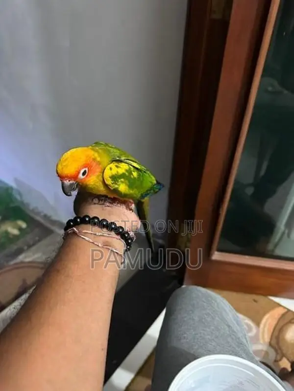 Sun Conure 10 Months Old