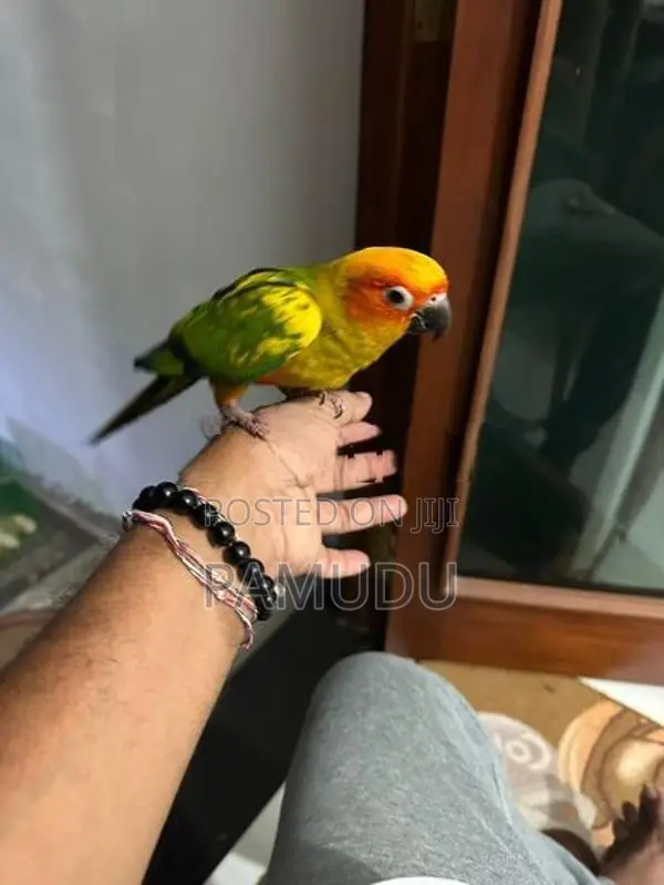 Sun Conure 10 Months Old