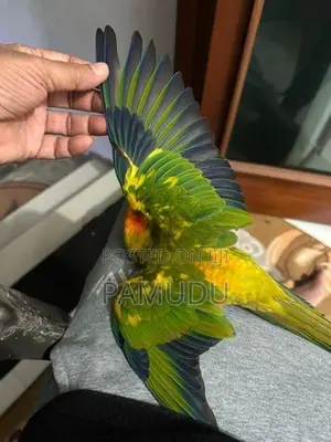 Sun Conure 10 Months Old