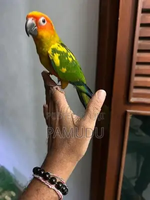 Sun Conure 10 Months Old