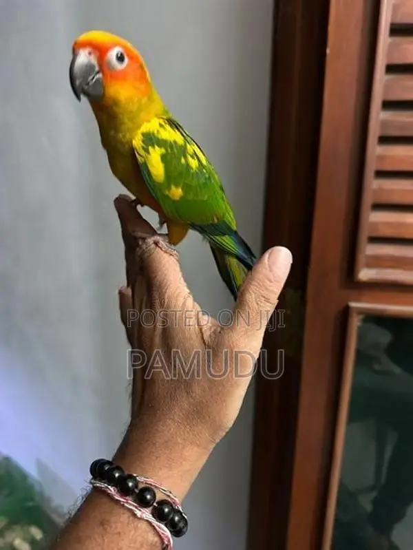 Sun Conure 10 Months Old