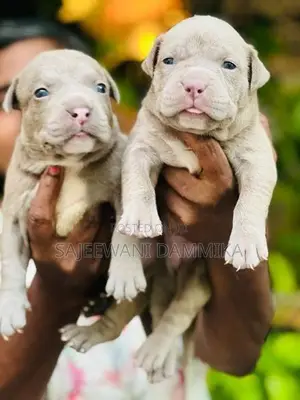 American Bully Puppies