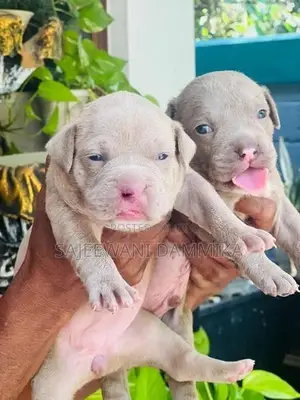 American Bully Puppies