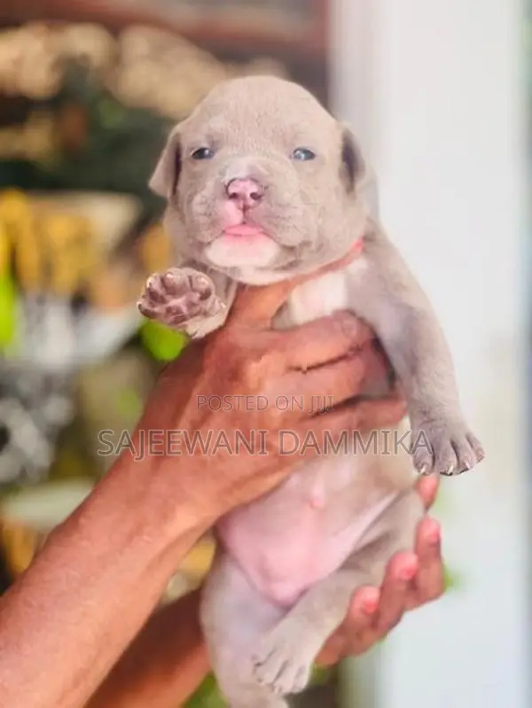 American Bully Puppies