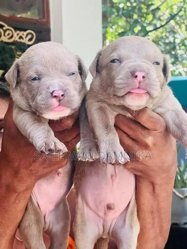 American Bully Puppies