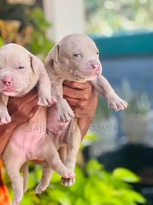 American Bully Puppies
