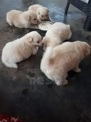 Lion Pomeranian