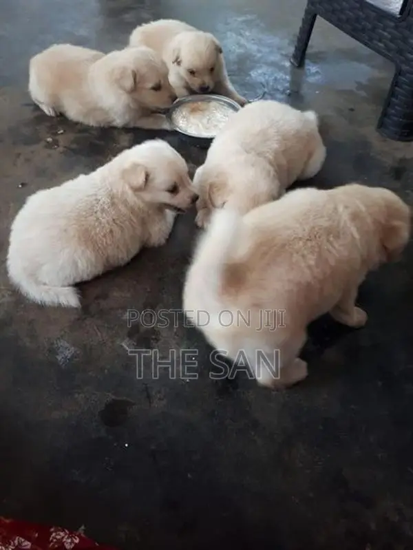 Lion Pomeranian