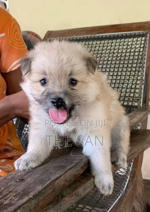 Lion Pomeranian