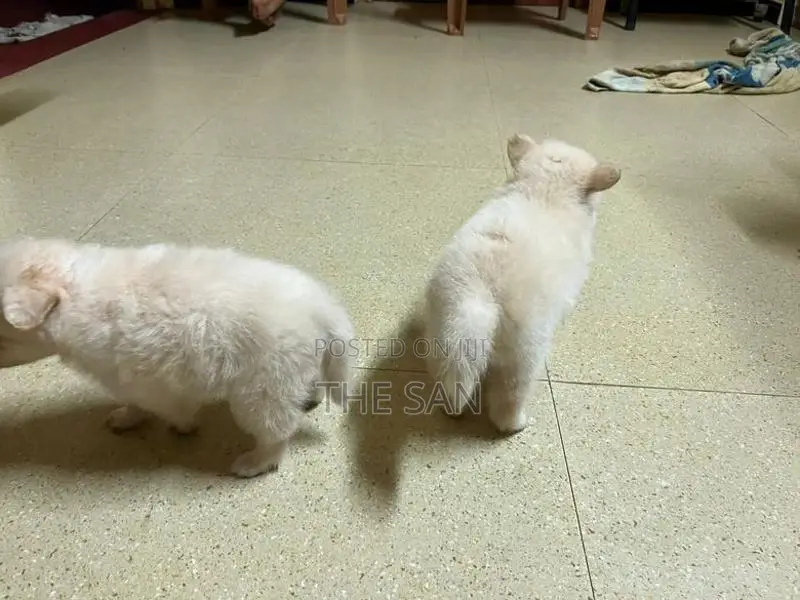 Lion Pomeranian
