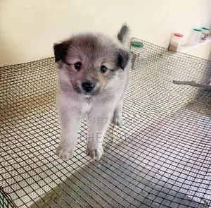 Lion Pomeranian