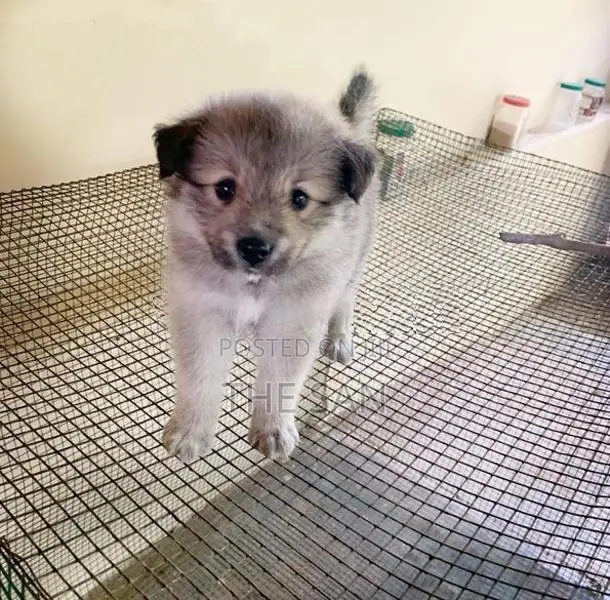 Lion Pomeranian