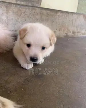 Lion Pomeranian
