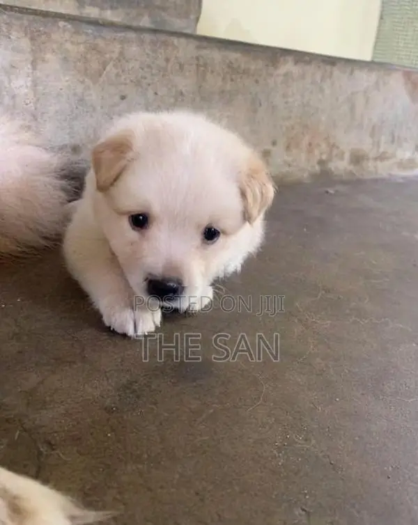 Lion Pomeranian