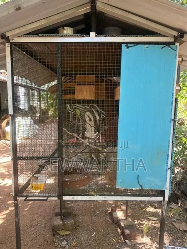 Birds Cage (3.5x2.5x2.5)
