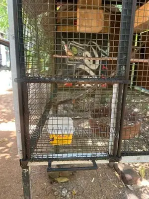 Birds Cage (3.5x2.5x2.5)