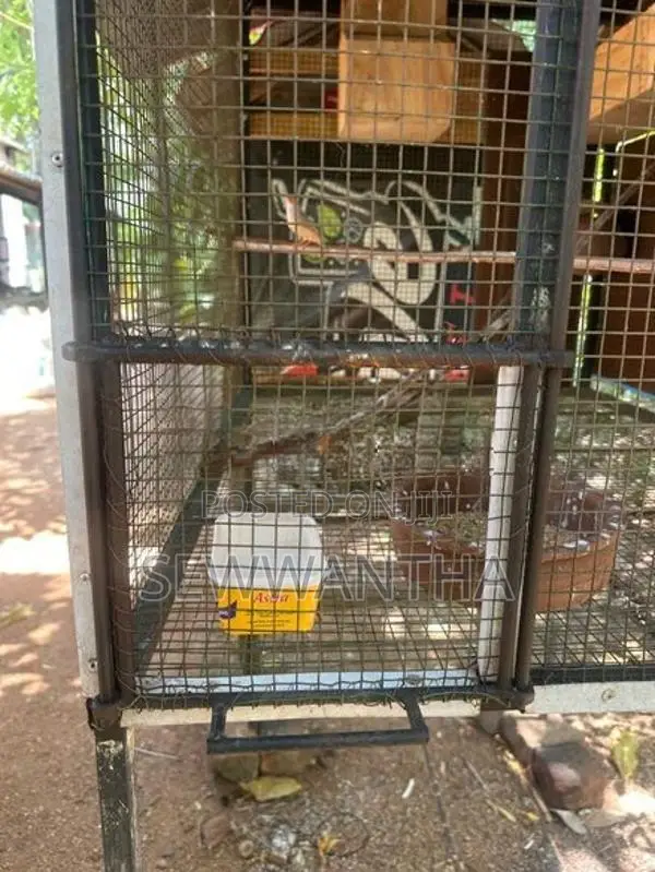 Birds Cage (3.5x2.5x2.5)