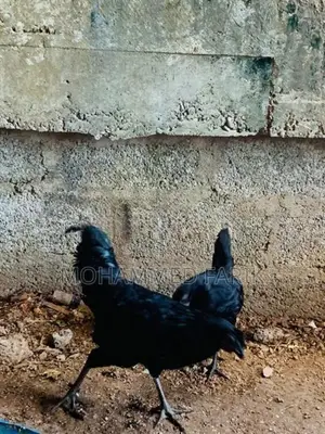 Kadahanath Chicken