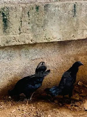 Kadahanath Chicken