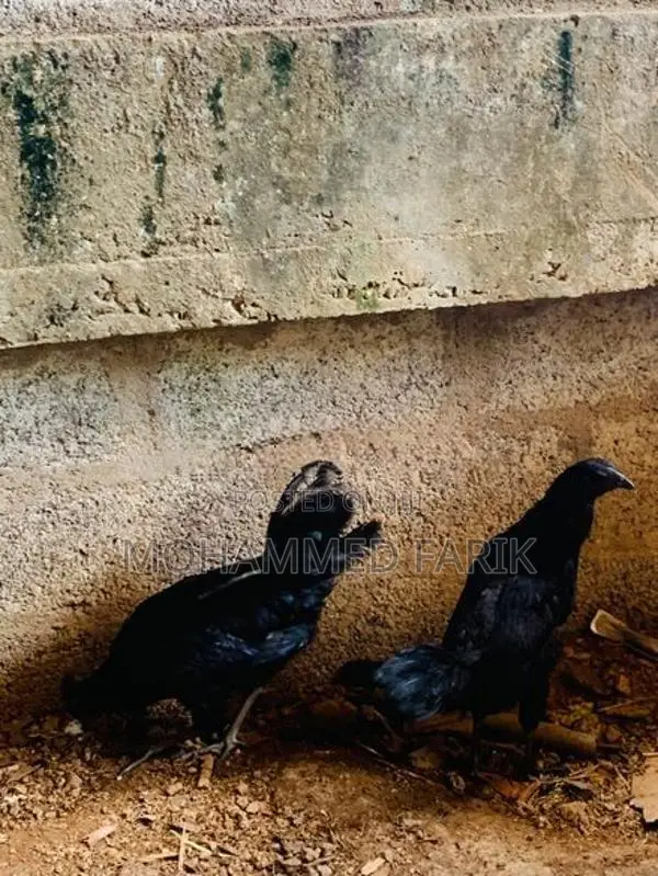 Kadahanath Chicken
