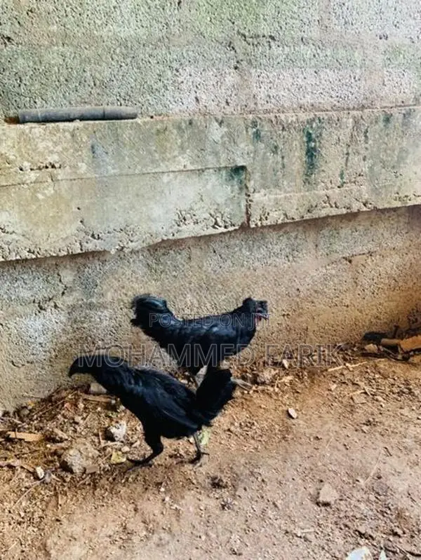 Kadahanath Chicken