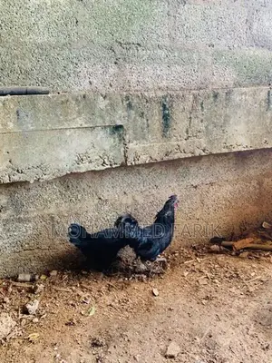 Kadahanath Chicken