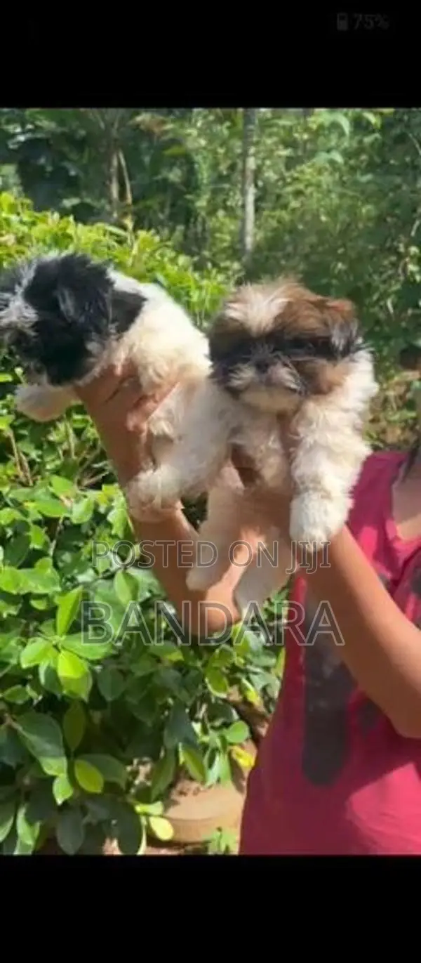 Shih Tzu Puppies