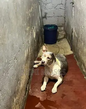 American Bully