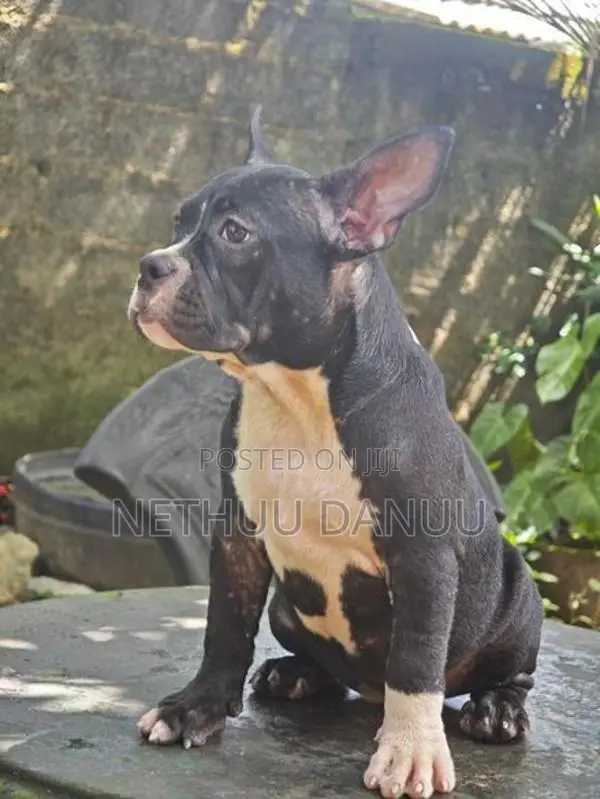 American Bully