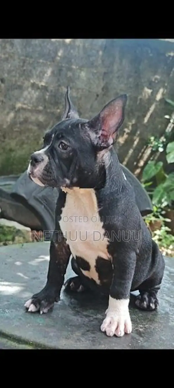 American Bully