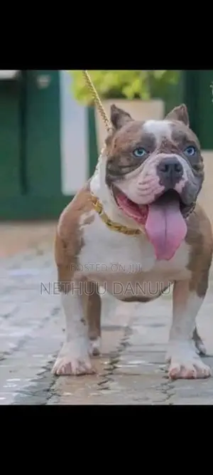 American Bully
