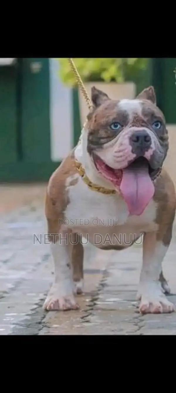 American Bully