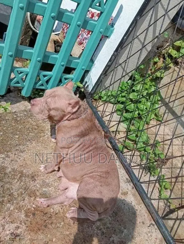 American Bully