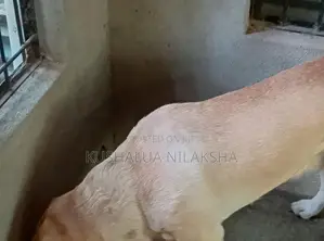 Dog Friendly