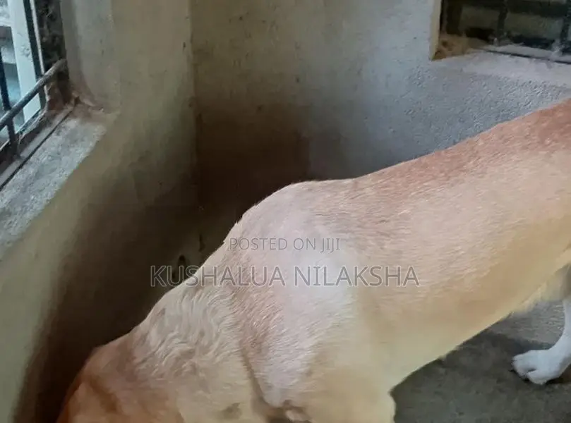 Dog Friendly