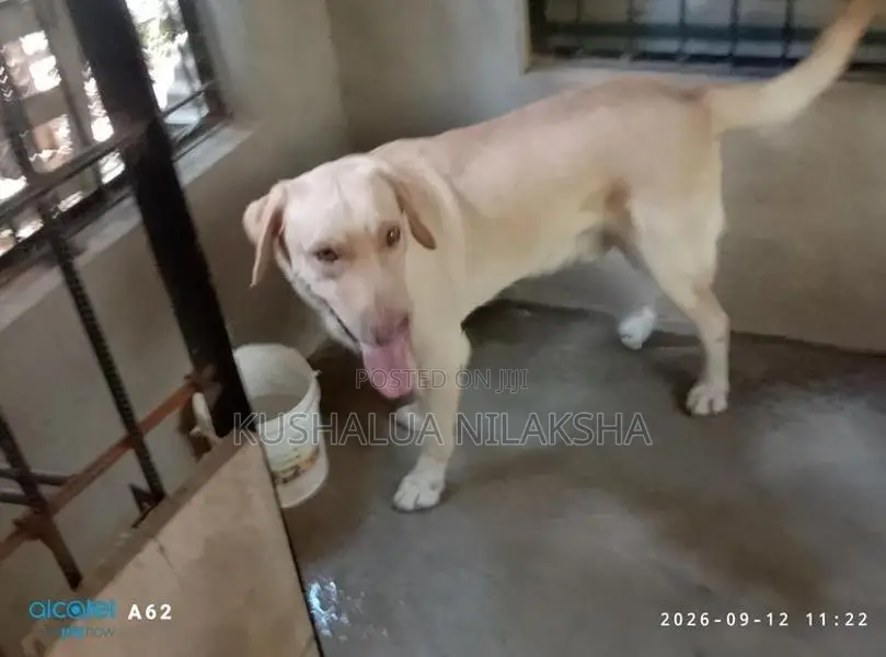 Dog Friendly