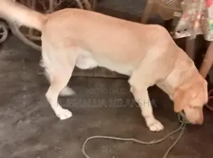 Dog Friendly