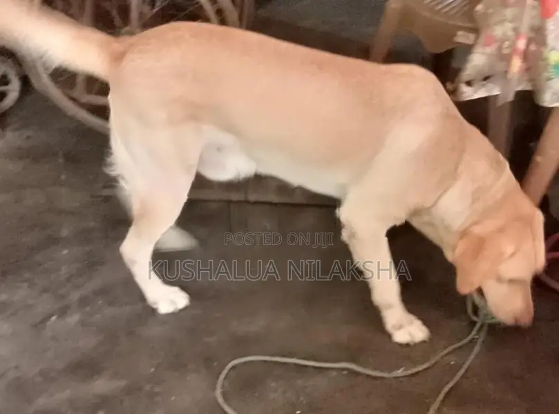 Dog Friendly