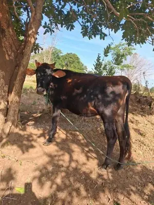 Vikineemata