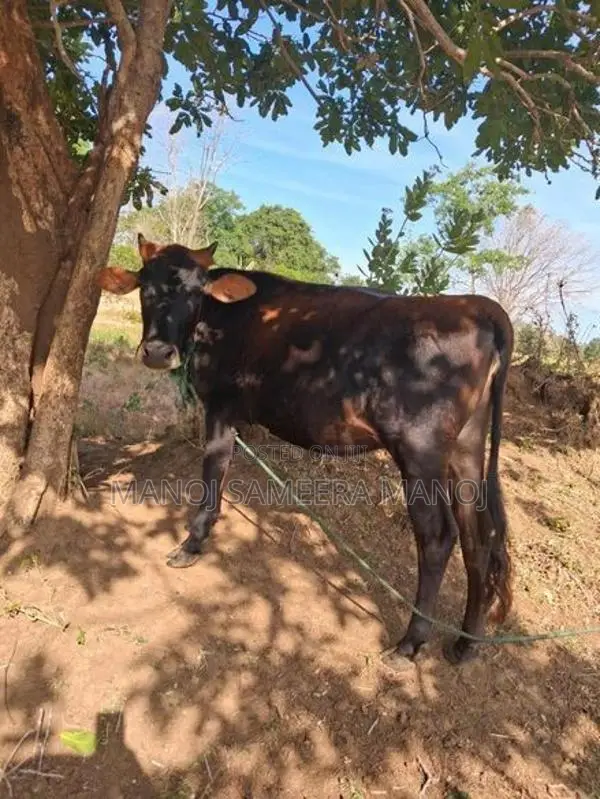 Vikineemata