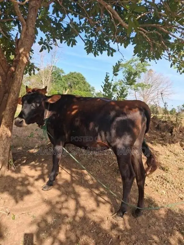 Vikineemata