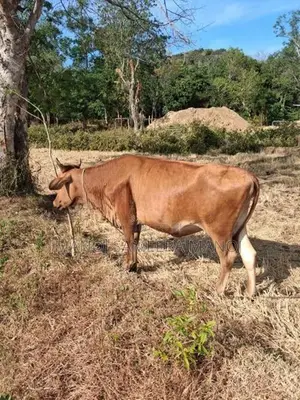 Vikineemata