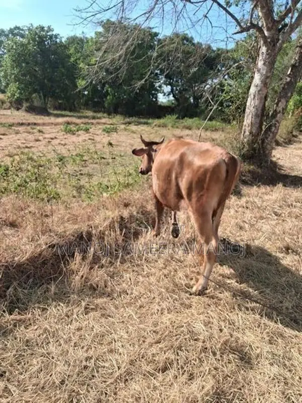 Vikineemata