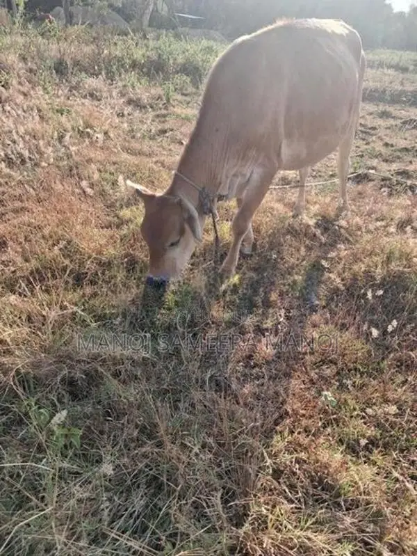Vikineemata